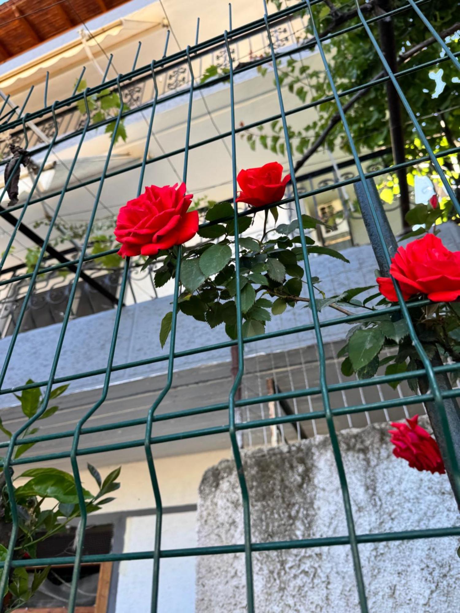 Alex Apartments Sarandë 外观 照片
